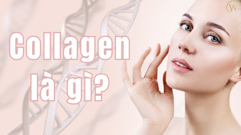 Collagen là gì?