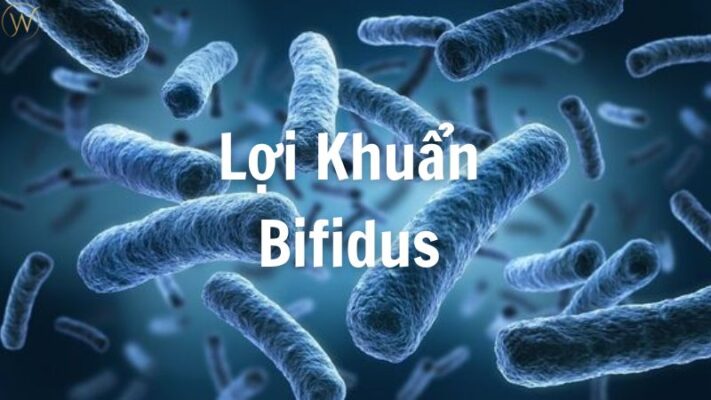 Lợi khuẩn Bifidus