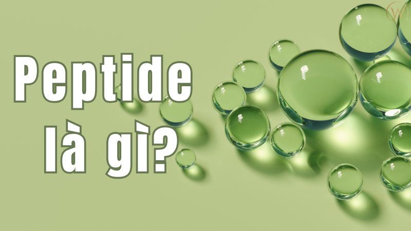 Peptide là gì?